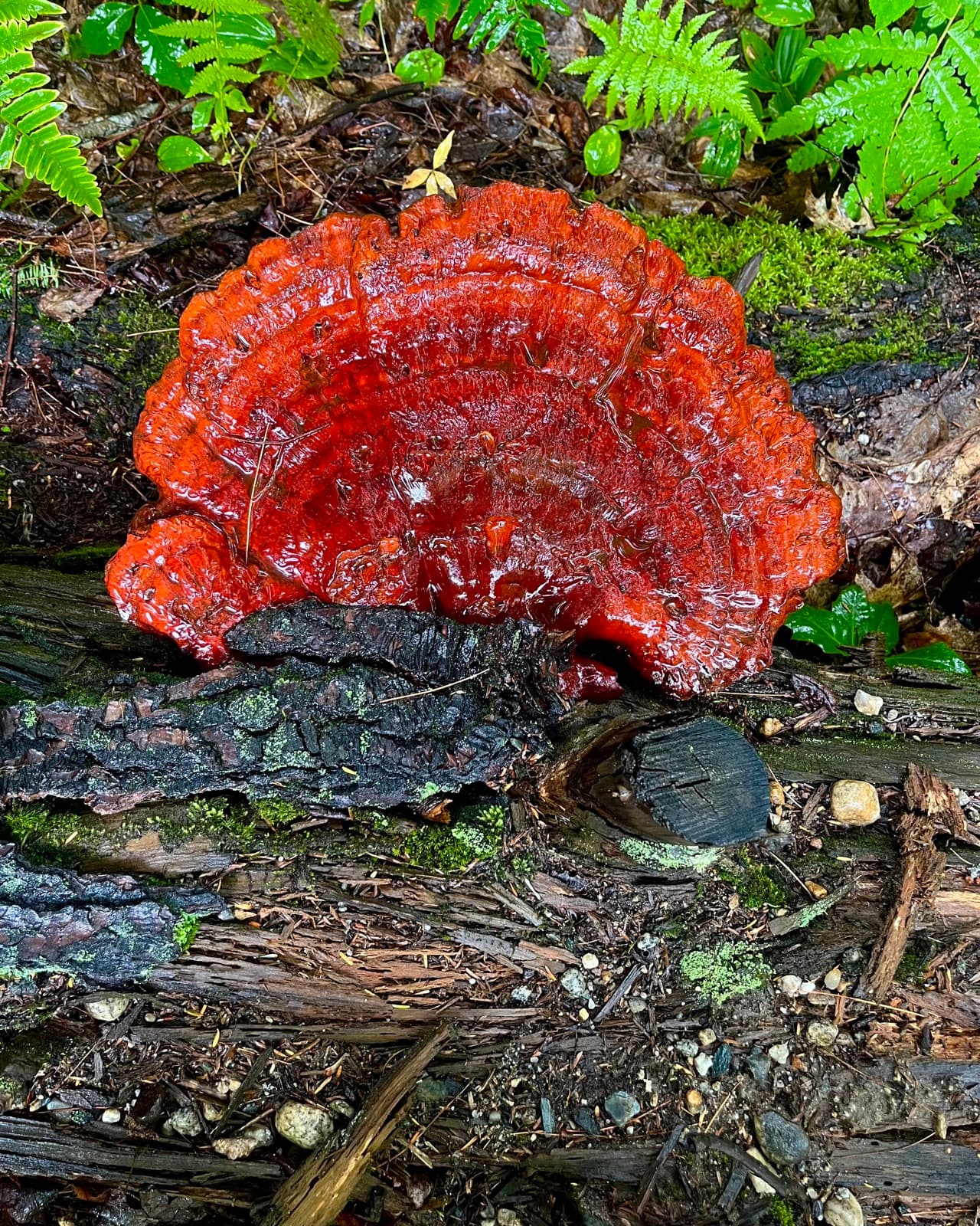 A glossy red reishi mushroom growing from a fallen log