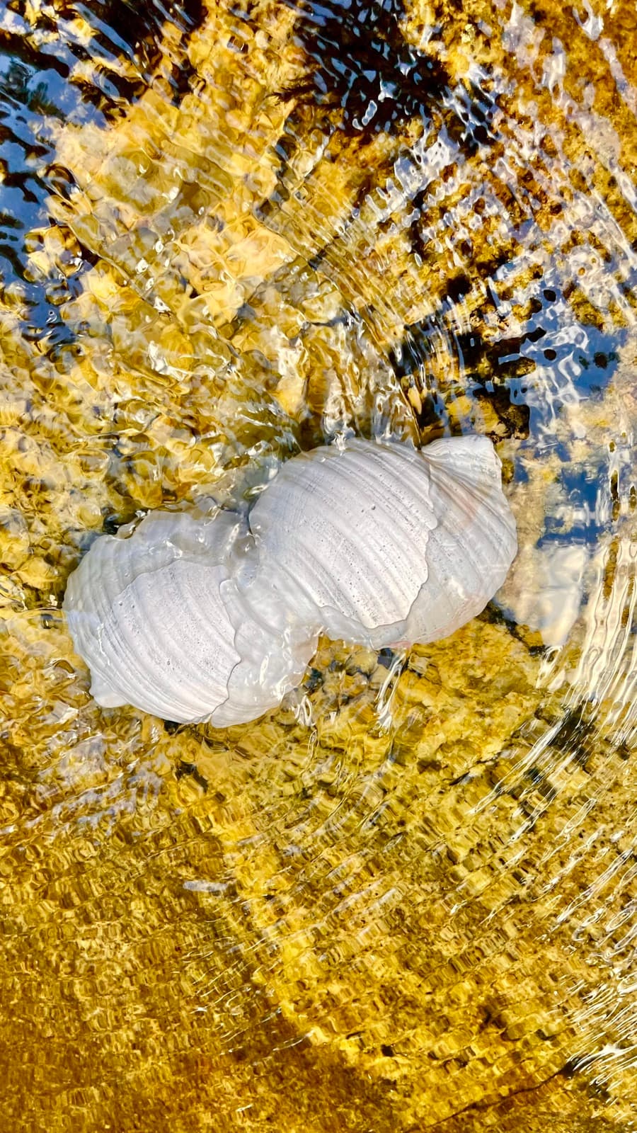 Cast shell sculpture resting in a creek in golden light